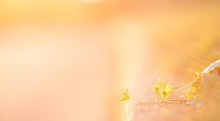 Last light - wallpaper, summer, nature, flowers