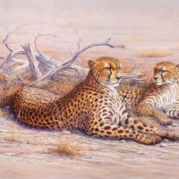 Two Cheetahs