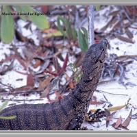 MONITOR LIZARD