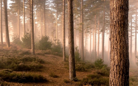 Misty Forest - Forests & Nature Background Wallpapers on Desktop Nexus