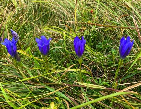 Gentiana - ser, ger, aer, cer