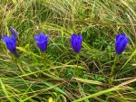 Gentiana