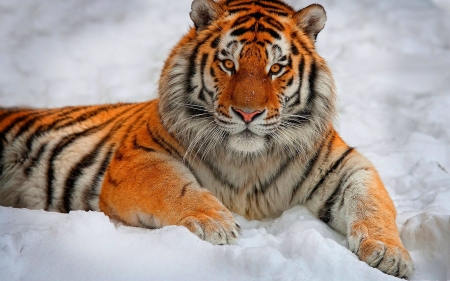 Tiger - bbig cat, winter, snow, orange, tiger, cat, white, animal, iarna, tigru