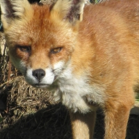 Foxy Face