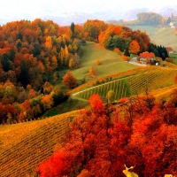 Vineyards in Autumn