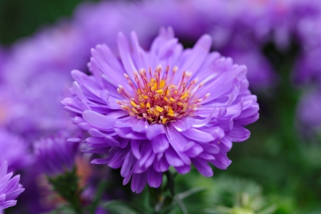 Closeup asters - bokeh, purple, beautiful, garden, aster, flower, closeup