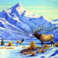 Mountain deer