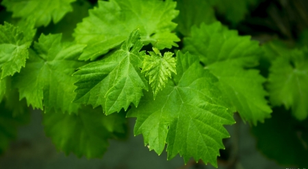 Grape leaves
