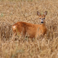 Deer in Grain Field