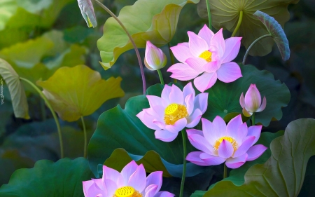 Lotuses - lotuses, flowers, pink, leaves