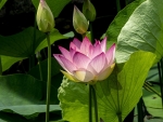 Lotus