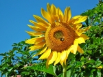 Sunflower with Bee