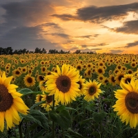 Sunflowers