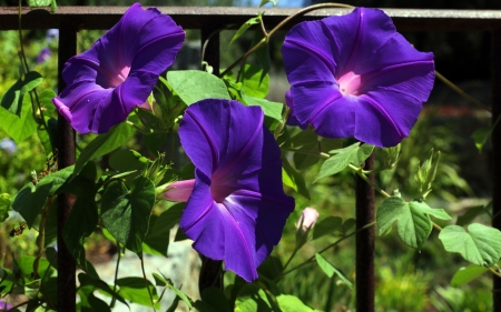 Morning Glory - flowers, morning glory, nature, purple