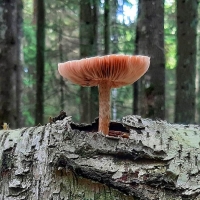 Mushroom on Log