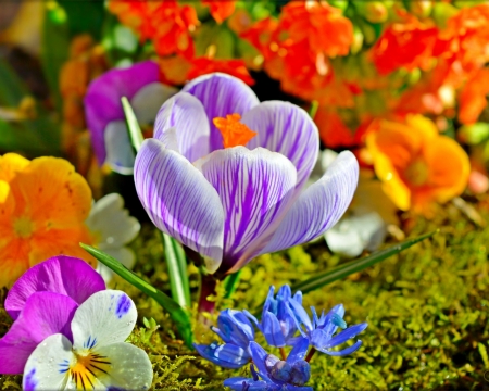Beautiful Flowers - flowers, bloom, crocus, petals