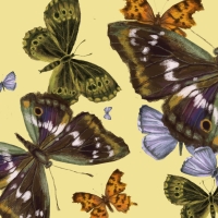 Butterflies