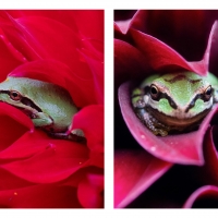 FROG COLLAGE