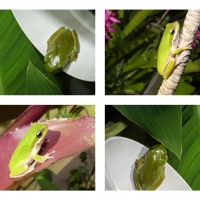 FROG COLLAGE