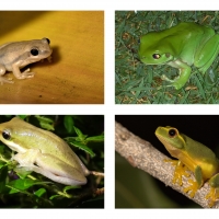 FROG COLLAGE