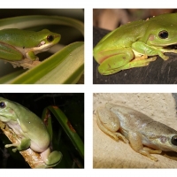 FROG COLLAGE