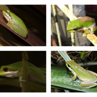 FROG COLLAGE