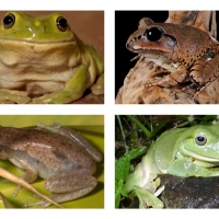 FROG COLLAGE