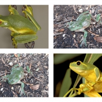 FROG COLLAGE