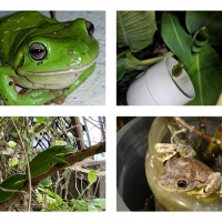 FROG COLLAGE