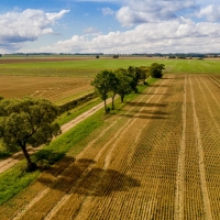 Fields after Harvest