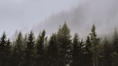 ~The Fog~