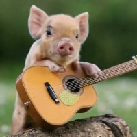 Cute Singing Pig in Cowboy Fashion