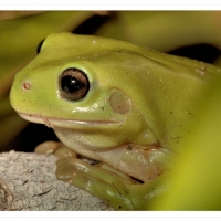 FRAMED FROGS