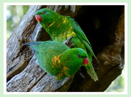 FRAMED BIRDS - IMAGE, NATURE, BIRDS, FRAMED