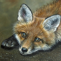 The Fox