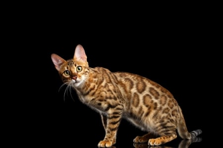 Bengal cat - bengal, kitten, feline, cat