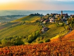 Vignes A La Cote-France