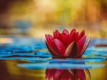Water Lily