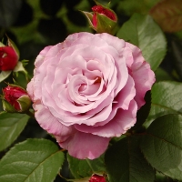 To my dear friend Carmen