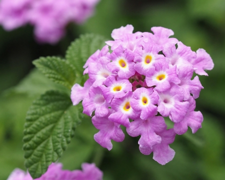 Beautiful Flowers - nature, flowers, plants, bloom