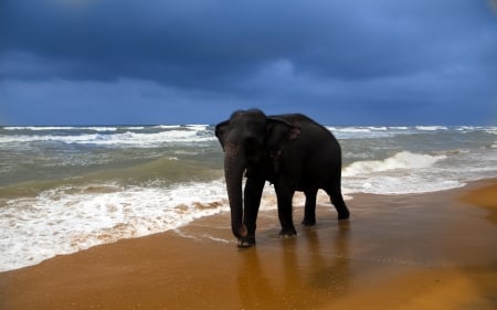 beach comber - elephant, water, sand, beach