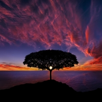 tree in sunset