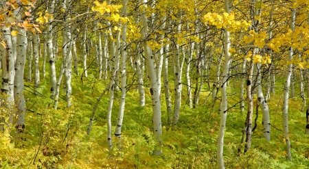 Birch forest - pretty, lush, yellow, summer, photography, uplifting, birch, forests, nature, green, young