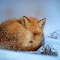 Red Fox Surviving a Winter Storm