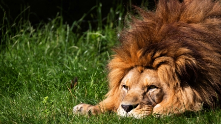 Lion - summer, leu, grass, animal, funny, green, lion, vara, big cat