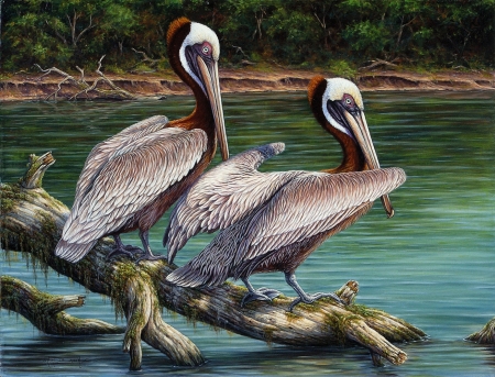 Brown Pelicans - paint, birds, water, brown, pelikans