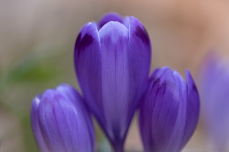 Beautiful Flowers - nature, flowers, plants, petals