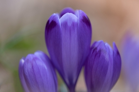 Beautiful Flowers - plants, flowers, petals, nature