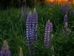 Lupine Meadow