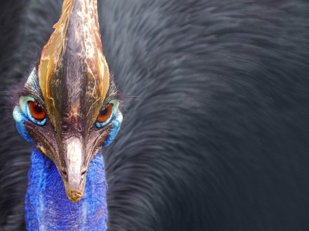 cassowary - animal, cassowary, bird, close up
